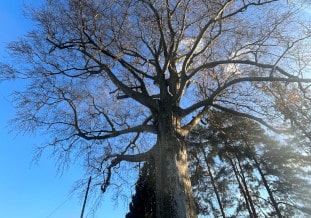 tree preservation orders Bristol
