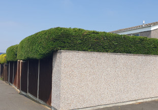 hedge pruning and laying bristol