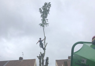 Tree removal chepstow