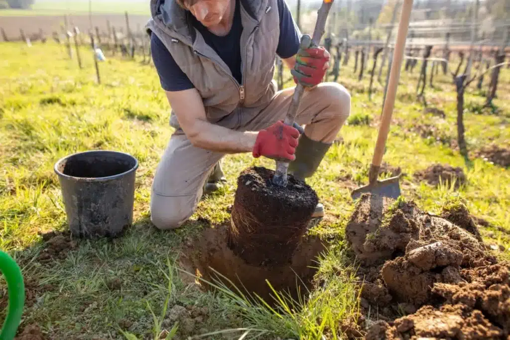 The Advantages of Tree Planting for the Environment and Your Property